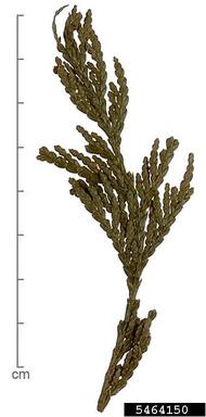 western red cedar, Thuja plicata  (Pinales: Cupressaceae) - 5464150