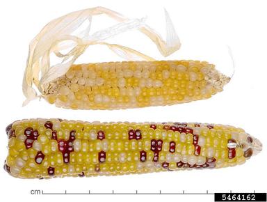 corn, Zea mays  (Cyperales: Poaceae) - 5464162