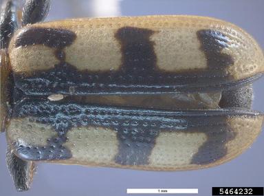 asparagus beetle, Crioceris asparagi  (Coleoptera: Chrysomelidae) - 5464232