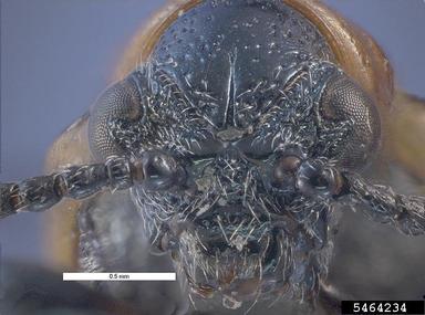 asparagus beetle, Crioceris asparagi  (Coleoptera: Chrysomelidae) - 5464234