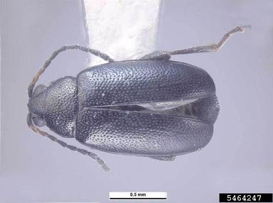 crucifer flea beetle, Phyllotreta cruciferae  (Coleoptera: Chrysomelidae) - 5464247