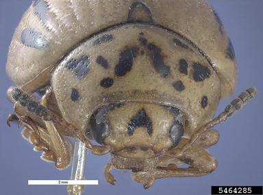satanbos leaf beetle, Leptinotarsa defecta  (Coleoptera: Chrysomelidae) - 5464285