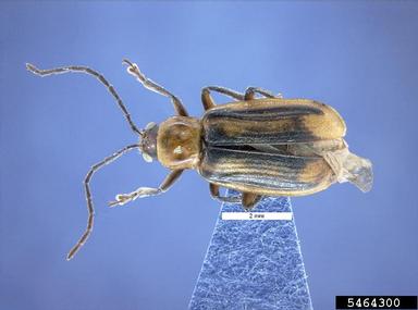 corn rootworm, Diabrotica virgifera  (Coleoptera: Chrysomelidae) - 5464300