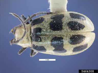 spotted cucumber beetle, Diabrotica undecimpunctata  (Coleoptera: Chrysomelidae) - 5464308