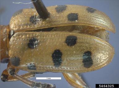 spotted asparagus beetle, Crioceris duodecimpunctata  (Coleoptera: Chrysomelidae) - 5464325