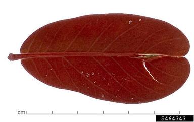 , Schefflera macrocarpa  (Apiales: Araliaceae) - 5464343
