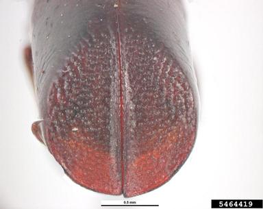 auger beetle, Xylopsocus castanoptera  (Coleoptera: Bostrichidae) - 5464419