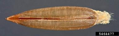 smooth barley, Hordeum murinum ssp. glaucum (Cyperales: Poaceae) - 5464477