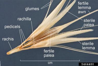 smooth barley, Hordeum murinum ssp. glaucum (Cyperales: Poaceae) - 5464480