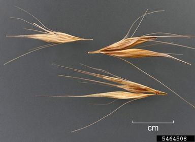 leporinum barley, Hordeum murinum ssp. leporinum (Cyperales: Poaceae) - 5464508