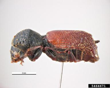 vine borer, Sinoxylon perforans  (Coleoptera: Bostrichidae) - 5464671