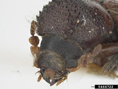 powderpost beetle, Scobicia bidentata  (Coleoptera: Bostrichidae) - 5464722