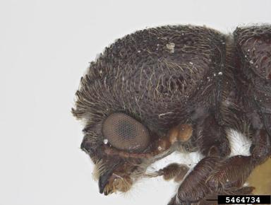 powderpost beetle, Prostephanus apax  (Coleoptera: Bostrichidae) - 5464734