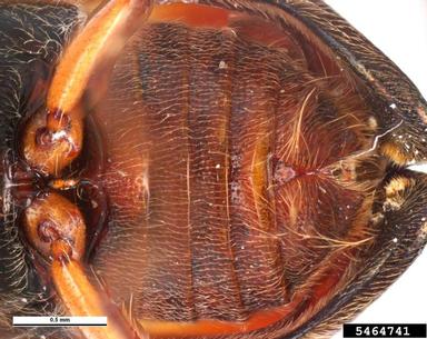 auger beetle, Paraxylogenes pistaciae  (Coleoptera: Bostrichidae) - 5464741