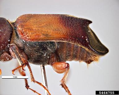 auger beetle, Paraxylogenes pistaciae  (Coleoptera: Bostrichidae) - 5464755
