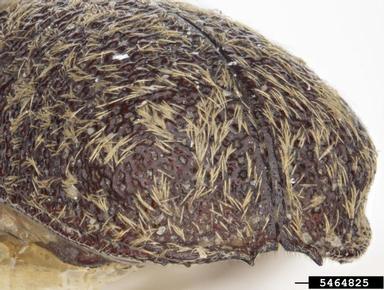 powderpost beetle, Lichenophanes truncaticollis  (Coleoptera: Bostrichidae) - 5464825