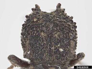 powderpost beetle, Lichenophanes armiger  (Coleoptera: Bostrichidae) - 5464866