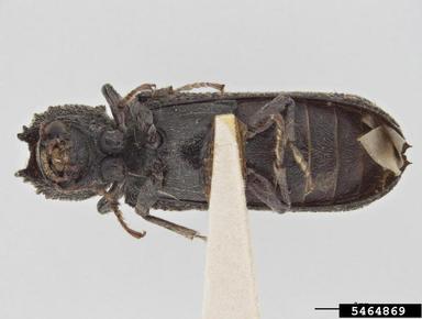 powderpost beetle, Lichenophanes armiger  (Coleoptera: Bostrichidae) - 5464869