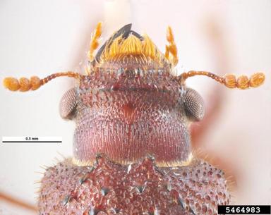auger beetle, Dinoderopsis serriger  (Coleoptera: Bostrichidae) - 5464983