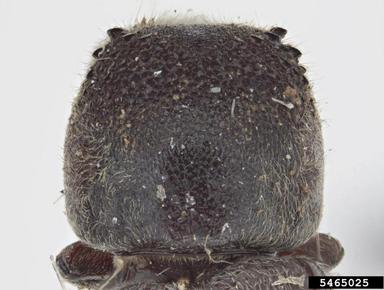 powderpost beetle, Dendrobiella sericea  (Coleoptera: Bostrichidae) - 5465025