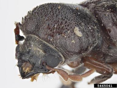 powderpost beetle, Dendrobiella aspera  (Coleoptera: Bostrichidae) - 5465041