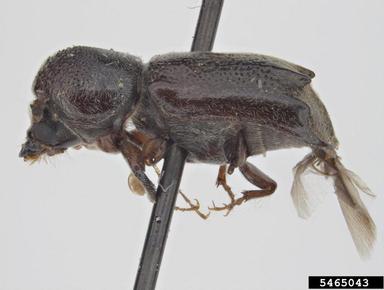 powderpost beetle, Dendrobiella aspera  (Coleoptera: Bostrichidae) - 5465043