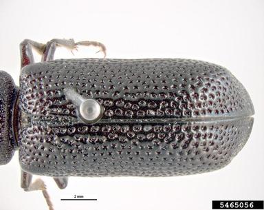 large auger beetle, Bostrychopsis jesuita  (Coleoptera: Bostrichidae) - 5465056