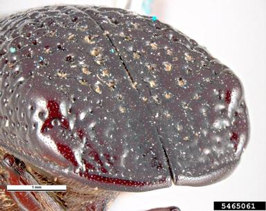 large auger beetle, Bostrychopsis jesuita  (Coleoptera: Bostrichidae) - 5465061