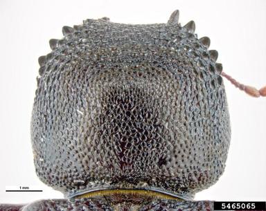 large auger beetle, Bostrychopsis jesuita  (Coleoptera: Bostrichidae) - 5465065