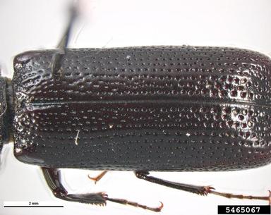auger beetle, Bostrychopsis parallela  (Coleoptera: Bostrichidae) - 5465067