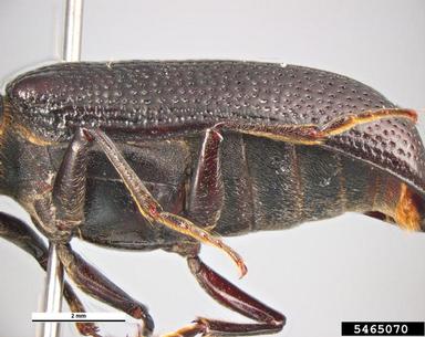 auger beetle, Bostrychopsis parallela  (Coleoptera: Bostrichidae) - 5465070