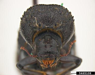 horned powderpost beetle, Apatides fortis  (Coleoptera: Bostrichidae) - 5465108