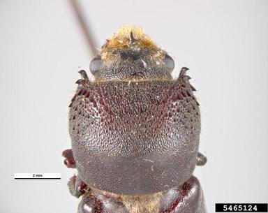 black borer, Apate monachus  (Coleoptera: Bostrichidae) - 5465124
