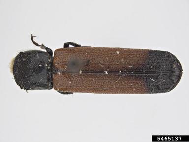 branch-and-twig borer, Apate bicolor  (Coleoptera: Bostrichidae) - 5465137
