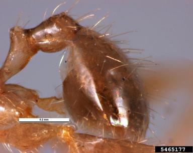 bigheaded ant, Pheidole megacephala  (Hymenoptera: Formicidae) - 5465177