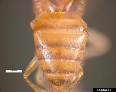fruit fly, Drosophila melanogaster  (Diptera: Drosophilidae) - 5465216