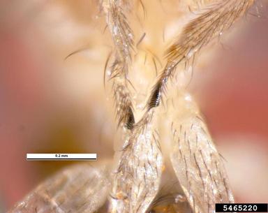 fruit fly, Drosophila melanogaster  (Diptera: Drosophilidae) - 5465220