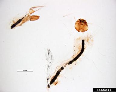 domestic container mosquito, Ochlerotatus notoscriptus  (Diptera: Culicidae) - 5465244