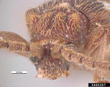 spider beetle, Ptinus sexpunctatus  (Coleoptera: Anobiidae) - 5465357