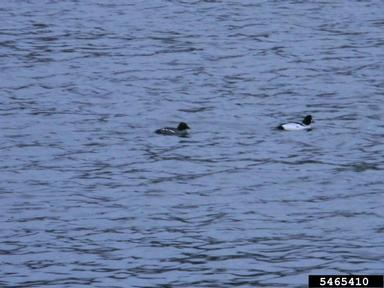 common goldeneye, Bucephala clangula  (Anseriformes: Anatidae) - 5465410