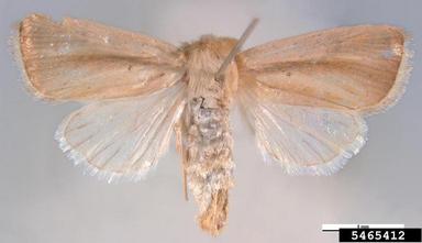 asiatic pink stem borer, Sesamia inferens  (Lepidoptera: Noctuidae) - 5465412