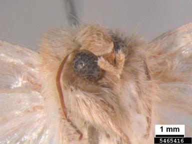 asiatic pink stem borer, Sesamia inferens  (Lepidoptera: Noctuidae) - 5465416