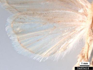 asiatic pink stem borer, Sesamia inferens  (Lepidoptera: Noctuidae) - 5465418