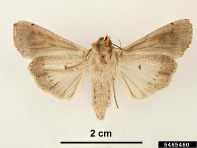 armyworm, Mythimna unipuncta  (Lepidoptera: Noctuidae) - 5465460