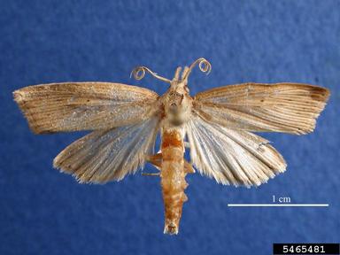 sugarcane borer, Diatraea saccharalis  (Lepidoptera: Crambidae) - 5465481