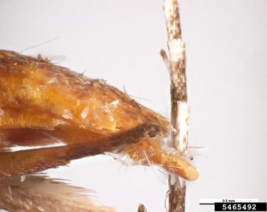 navel orangeworm, Amyelois transitella  (Lepidoptera: Pyralidae) - 5465492