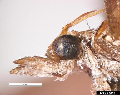 navel orangeworm, Amyelois transitella  (Lepidoptera: Pyralidae) - 5465497