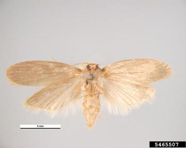 lesser wax moth, Achroia grisella  (Lepidoptera: Pyralidae) - 5465507