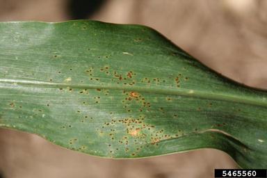 common corn rust (Puccinia sorghi ) on corn (Zea mays ) - 5465560