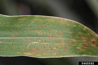 common corn rust (Puccinia sorghi ) on corn (Zea mays ) - 5465562